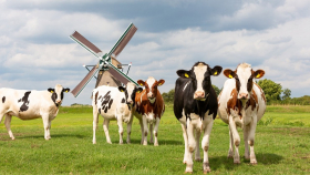 В Нидерландах ликвидируют более двух тысяч животноводческих ферм